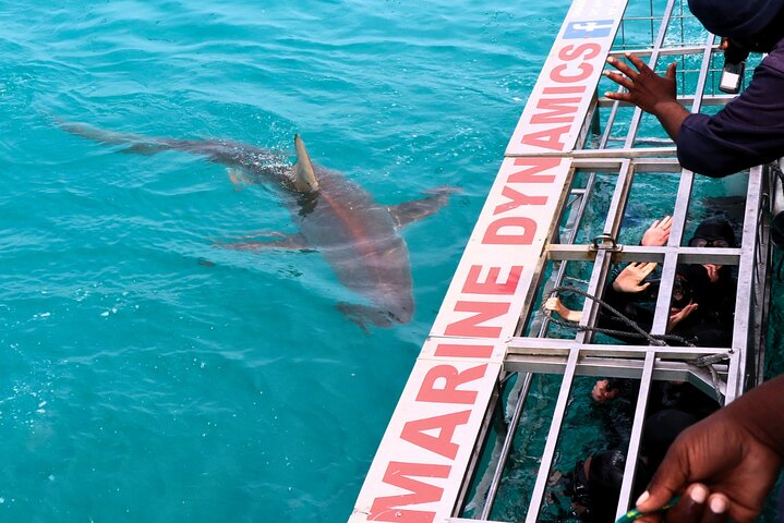 Experience the thrill of cage diving with sharks in Gansbaai surrounded by breathtaking ocean views and expert guidance all while enjoying a full day of adventure from Cape Town.